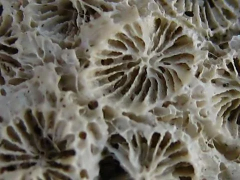 Coral Macro Stock Photos