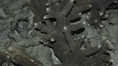 Coral, Malaysia Stock Footage 180930857