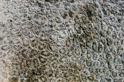 Coral, material Foto stock