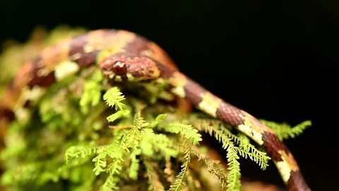 Coral Mimic Snake moving quickly across the rock, over a small tree branch Vídeos de archivo 115395587
