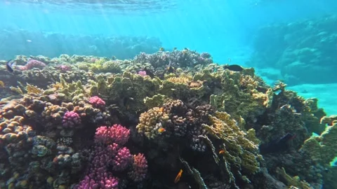 Coral mound with sunlight rays and small tropical fish underwater Stock Footage 340540805