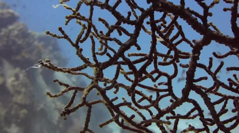 Coral moving with current Stock Footage 33099605
