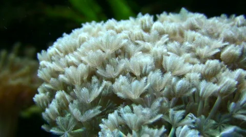 Coral moving in the waves Видео 701573
