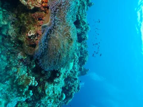 Coral in Papua New Guinea. Scuba Diving in Rabaul Stock Photos