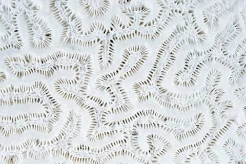 Coral pattern Fotos Stock