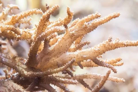 Coral Stock Photos