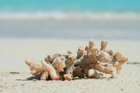 Coral Stock Photos