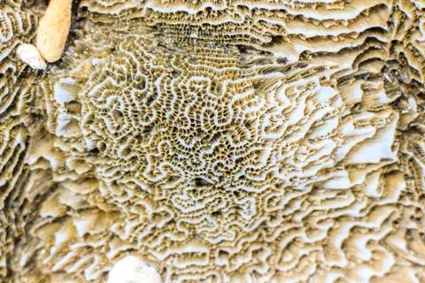 Coral Stock Photos