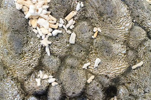 Coral Stock Photos