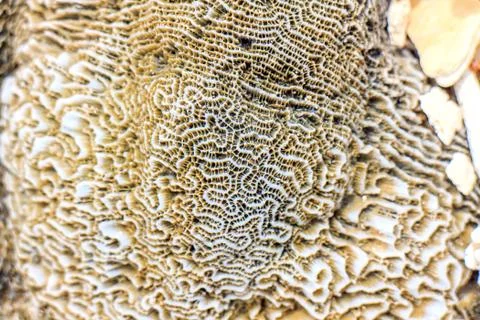 Coral Stock Photos