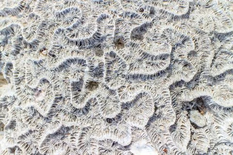 Coral Stock Photos