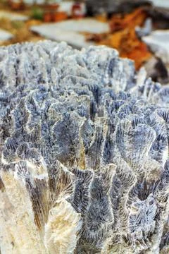 Coral Foto stock
