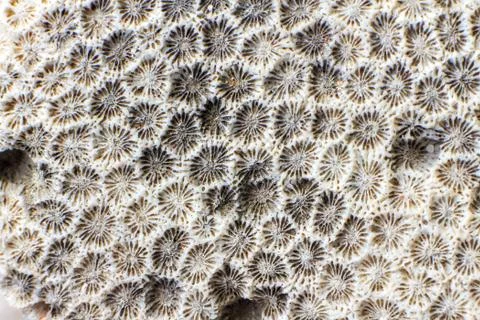 Coral Stock Photos