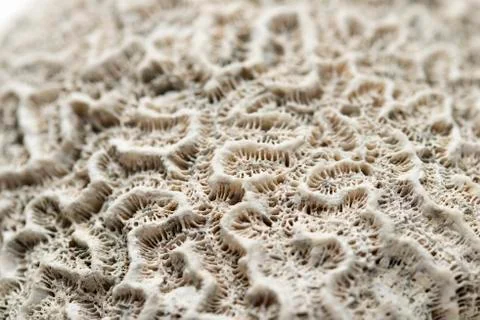 Coral Fotos de archivo