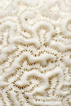 Coral Stock Photos