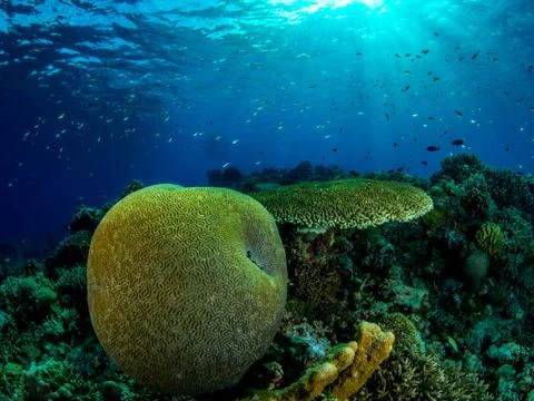 Coral Stock Photos