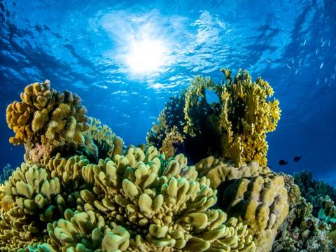 Coral Stock Photos