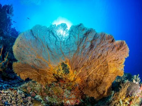 Coral Stock Photos