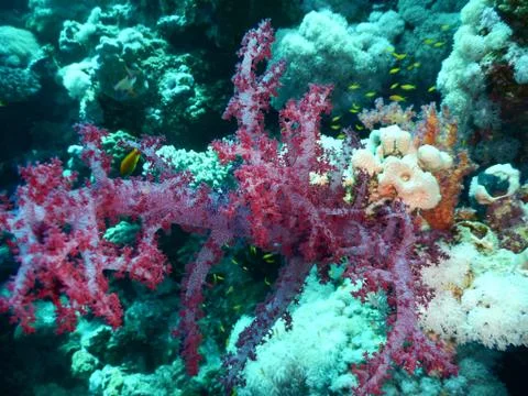Coral Stock Photos