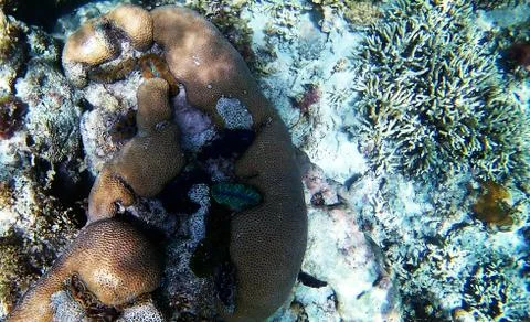 Coral Stock Photos
