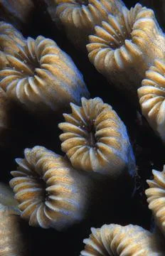 Coral Foto stock