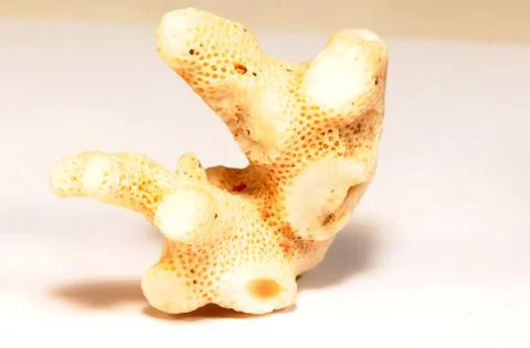 Coral Stock Photos