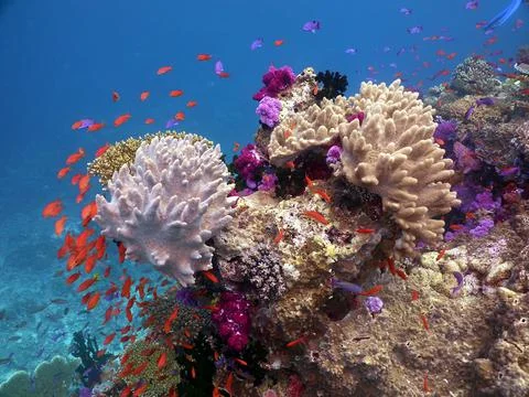 Coral Stock Photos