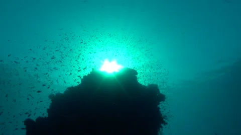 A coral pinnacle with Anthias in backlight Vídeo Stock 59534947