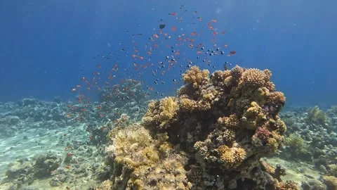 Coral Pinnacle Stock Footage 280682134