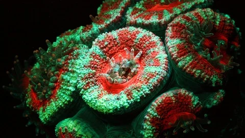Coral Polyp Acanthastrea Opening Macro Timelapse HD Vidéo 102729896