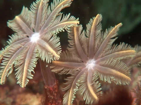 Coral Polyp CU Stock Footage 98458088