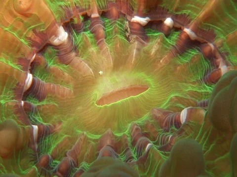 Coral Polyp CU Stock Footage 98458176