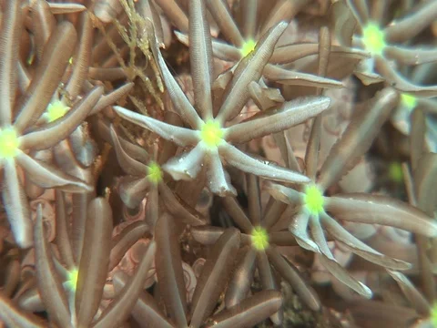 Coral Polyp CU Stock Footage 98458225