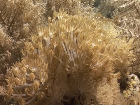 Coral Polyp CU Stock Footage 98701960