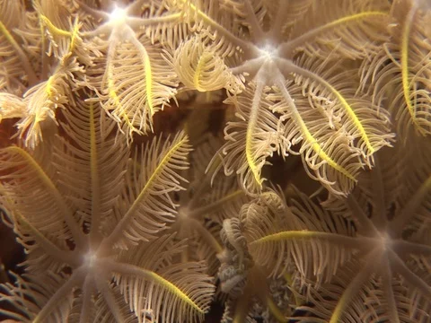 Coral Polyp CU Stock Footage 98702019