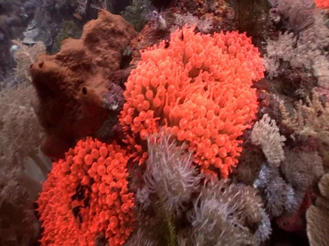 Coral Polyp CU Stock Footage 98702065