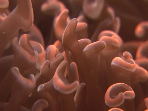 Coral Polyp CU Stock Footage 98702067