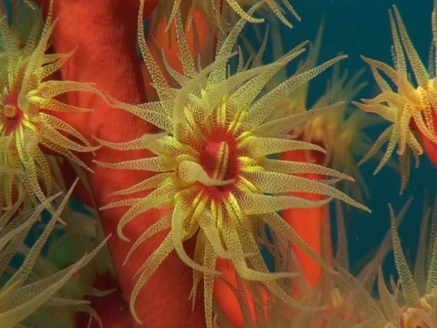 Coral Polyp CU Stock Footage 98702114