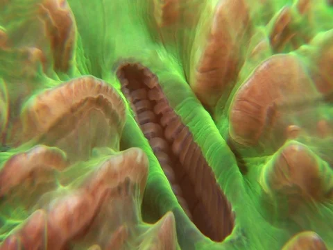 Coral Polyp CU Stock Footage 98702147