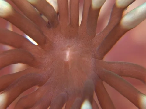 Coral Polyp CU Stock Footage 98702149