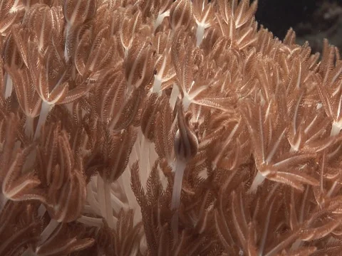 Coral Polyp CU Stock Footage 98702200