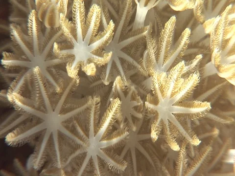 Coral Polyp CU Stock Footage 98702375