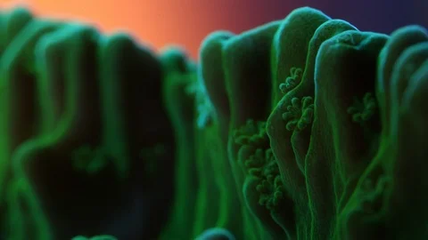 Coral Polyp Dolly Macro Timelapse HD 動画素材 102688608