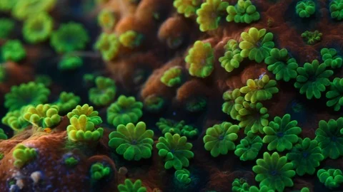 Coral Polyp Dolly Macro Timelapse HD Stock Footage 102693215