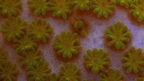 Coral Polyp Dolly Macro Timelapse HD Stock Footage 102698200