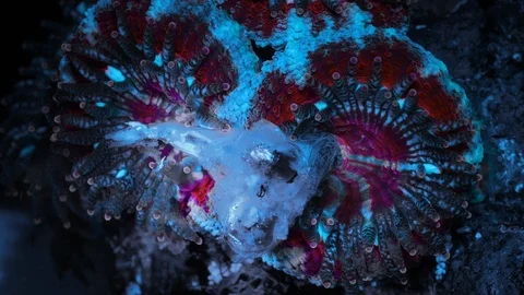 Coral Polyp Eating Macro Timelapse HD Vidéo 102724813