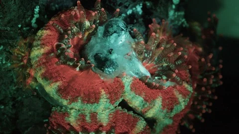 Coral Polyp Eating Macro Timelapse HD Vidéo 102726763