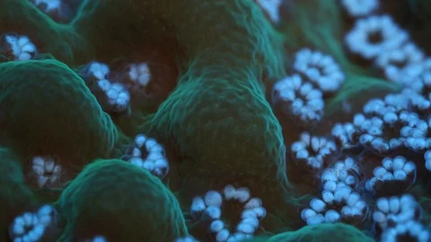 Coral Polyp Macro Timelapse HD Video stock 102688702