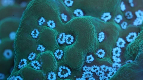 Coral Polyp Macro Timelapse HD Stock Footage 102688802