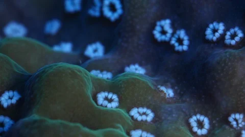 Coral Polyp Macro Timelapse HD Stock Footage 102689557